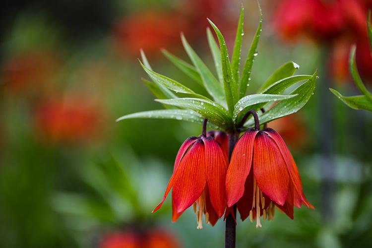 Ters Lale (Fritillaria imperialis)
