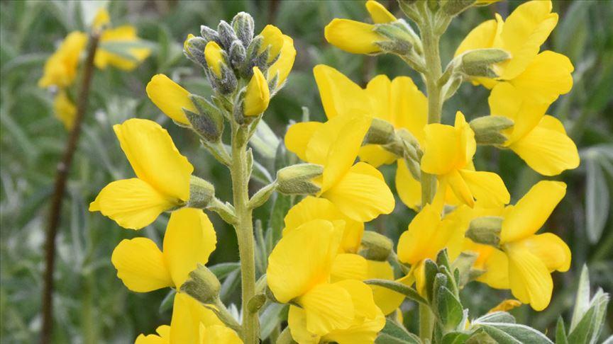 Piyan Çiçeği (Thermopsis turcica)