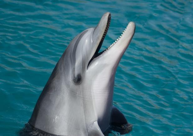 Afalina (Tursiops truncatus)