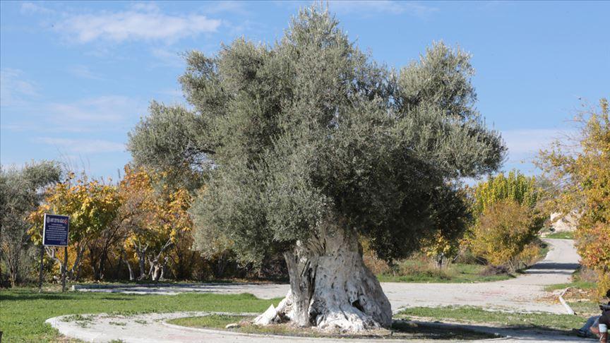Dünya Zeytin Ağacı Günü