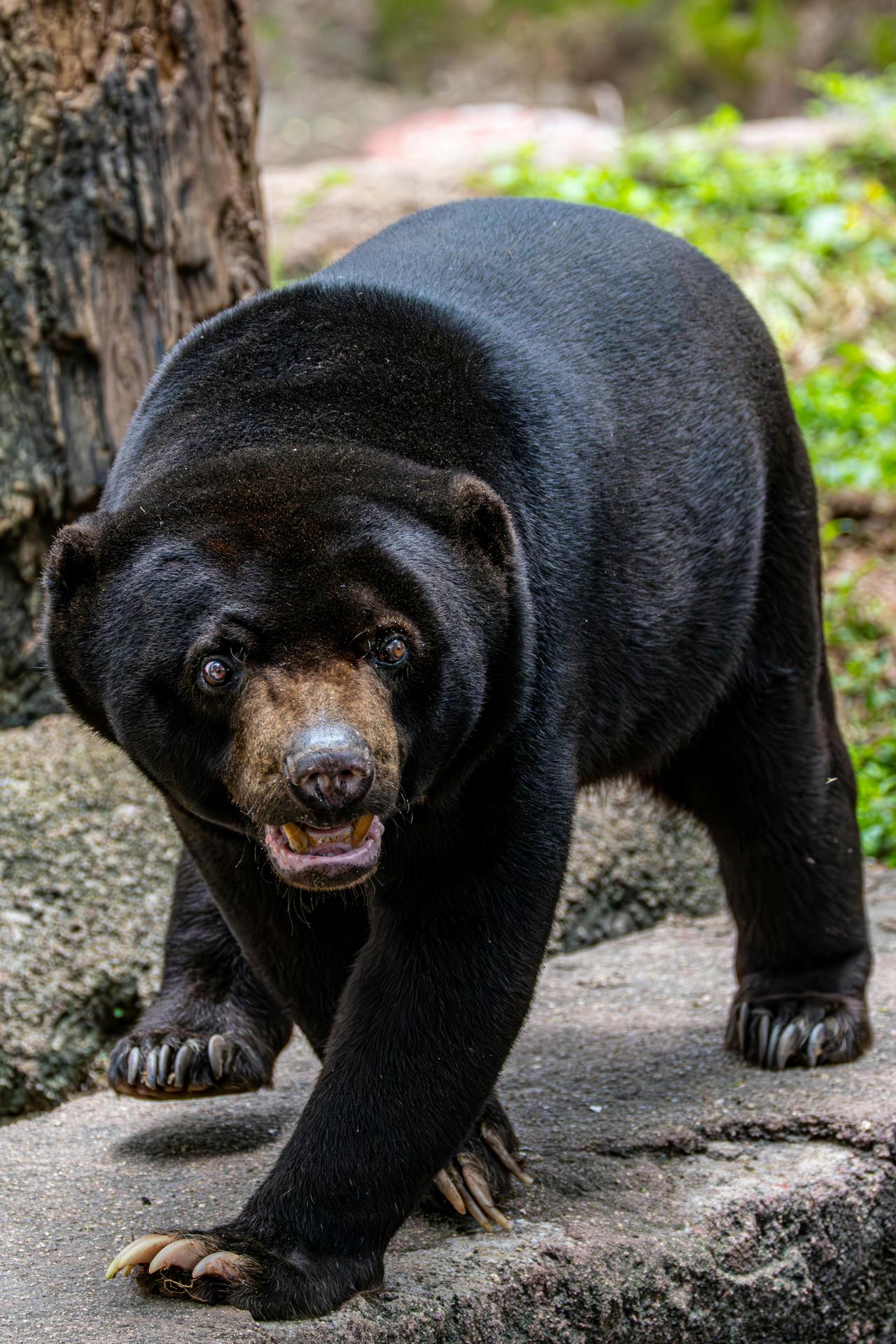 Güneş Ayısı (Helarctos Malayanus)