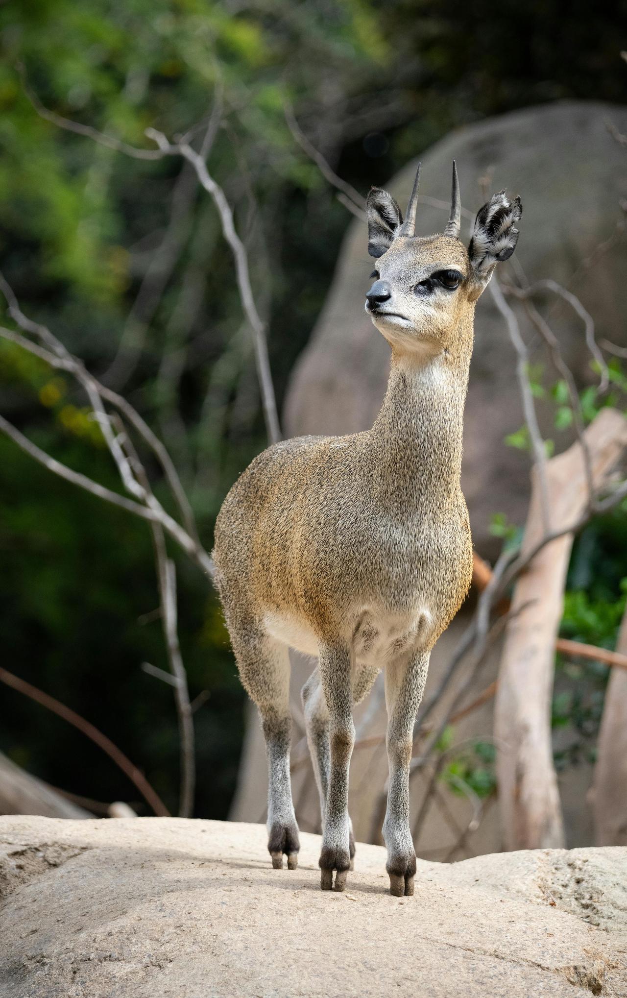 Rock Antelope (Oreotragus oreotragus)