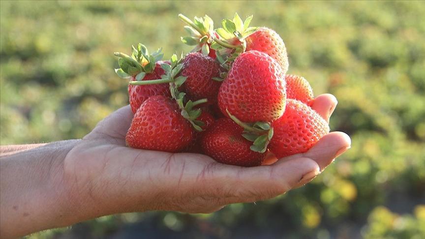 Hüyük Strawberry