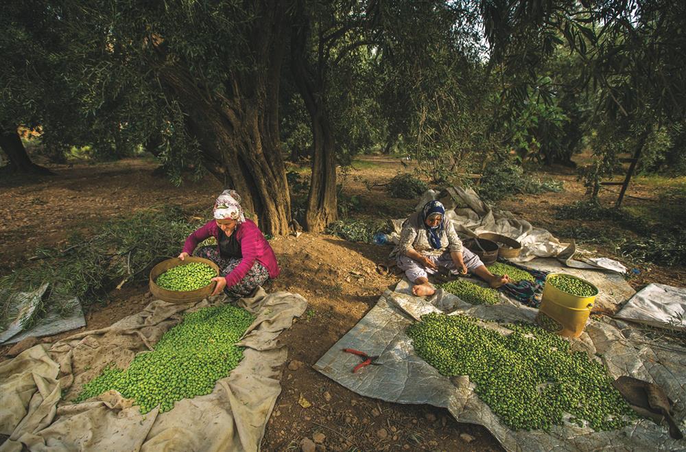 Geleneksel Zeytin Yetiştiriciliği