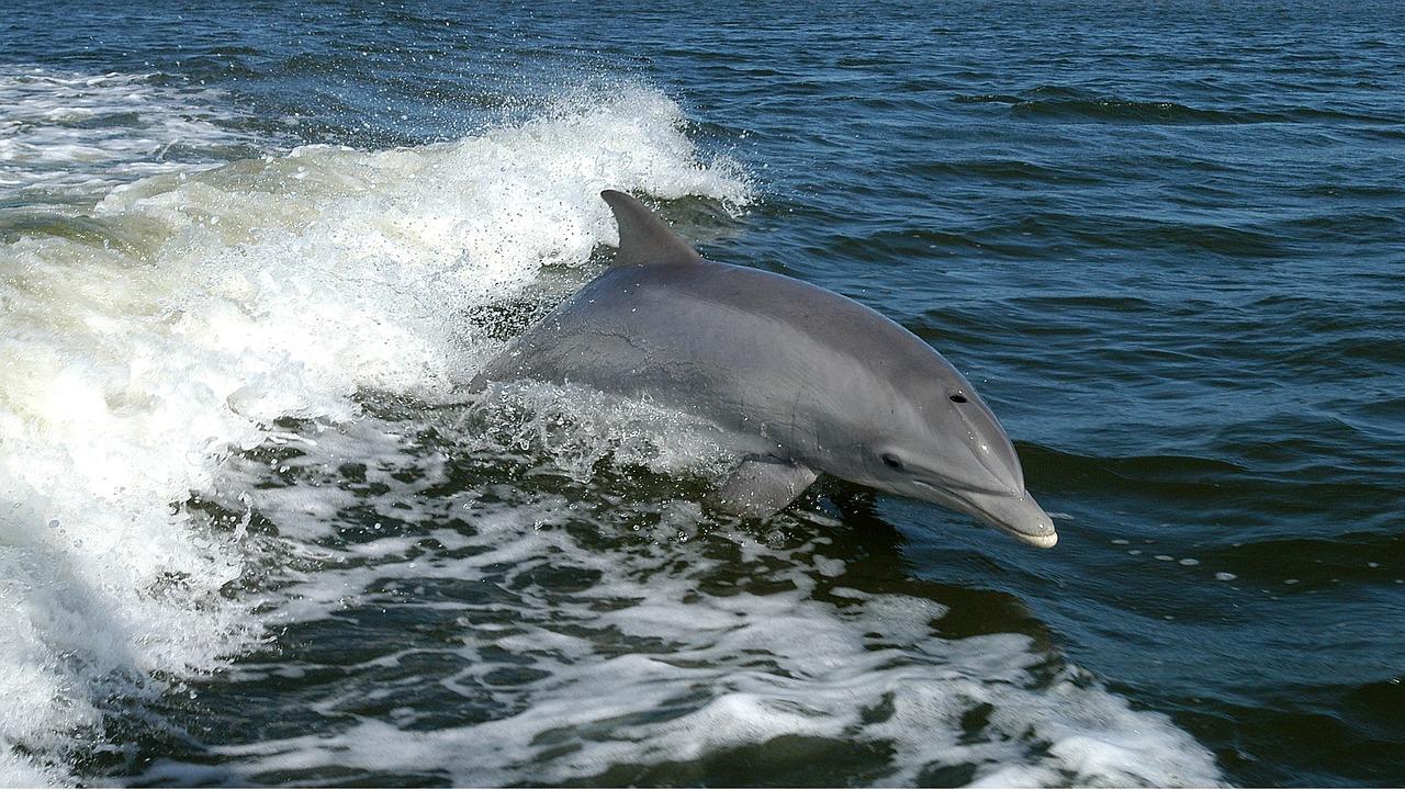 dolphin-1167996_1280.jpg