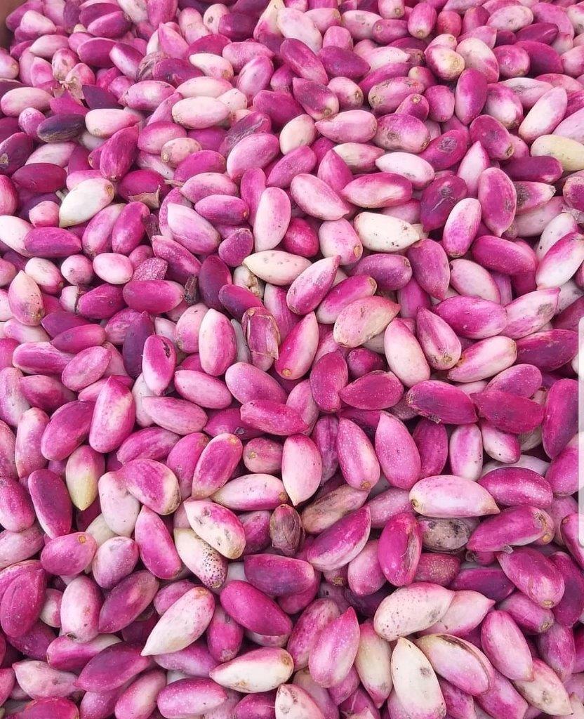 Urfa Flax Bean / Şanlıurfa Flax Bean