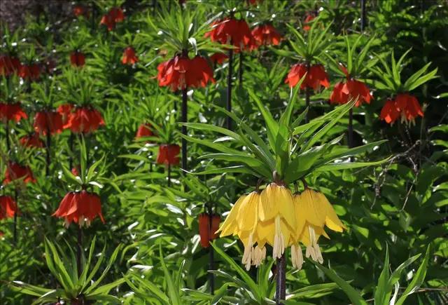 Inverted Tulips (Fritillaria imperialis)