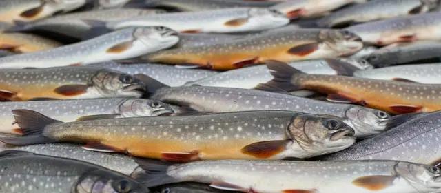 Trentino Trout