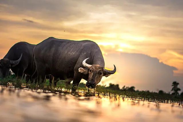 Tamaraw (Bubalus mindorensis)