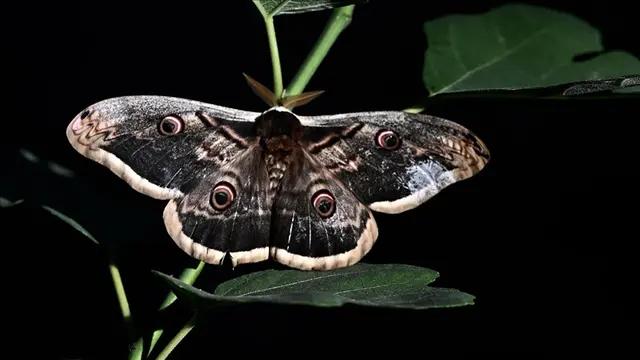 Peacock butterfly