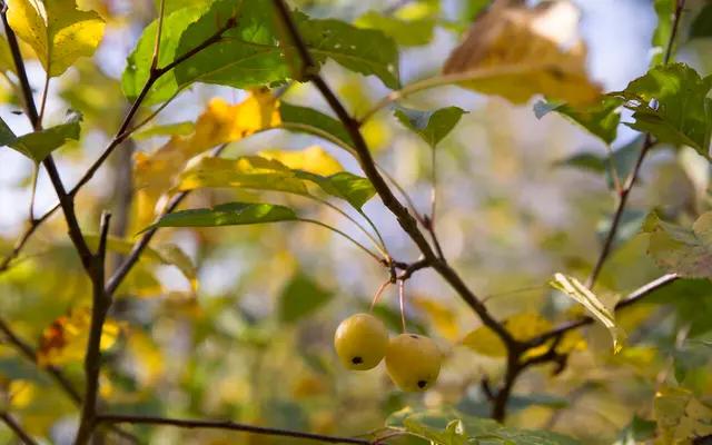 Wild Apple (Malus sieversii)