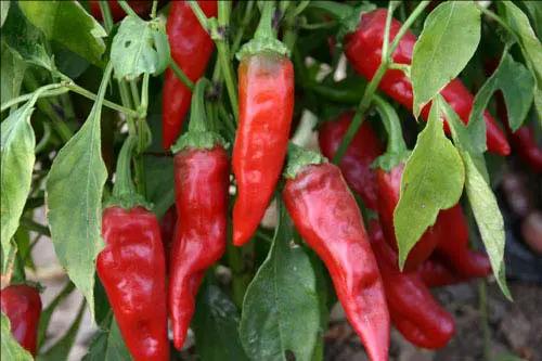 İslahiye Pepper