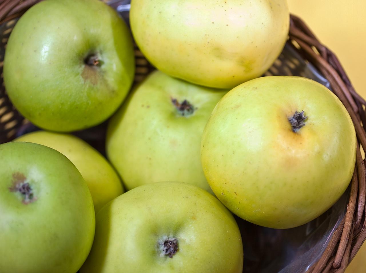 Asıl Yabani Elma (Malus sieversii)