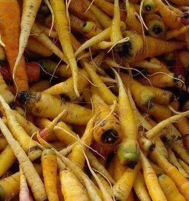 Nizip Mızar Carrot