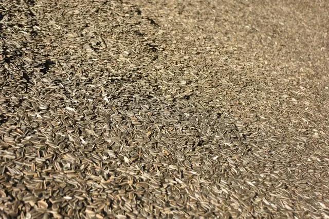 Aksaray Snack Sunflower Seeds