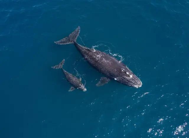 Right Whale (Eubalaena glacialis)
