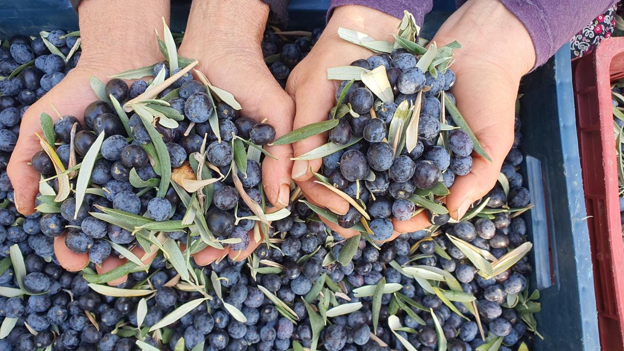Traditional Olive Cultivation kart.jpeg