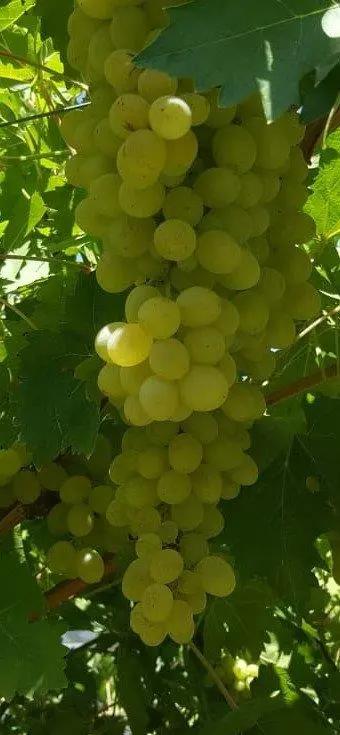 NoADzeoDfS4fjF2mYRAmQUuh5cfNGc5D.webp