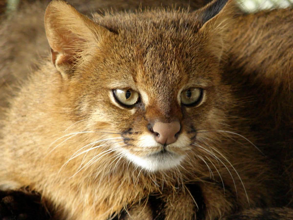 Pampa Kedisi (Leopardus colocolo)