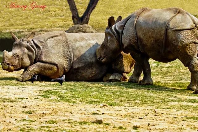Javan Rhinoceros (Rhinoceros sondaicus)