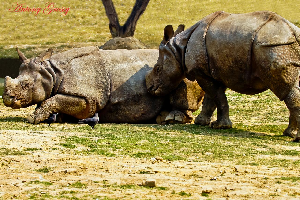 Cava Gergedanı (Rhinoceros sondaicus)
