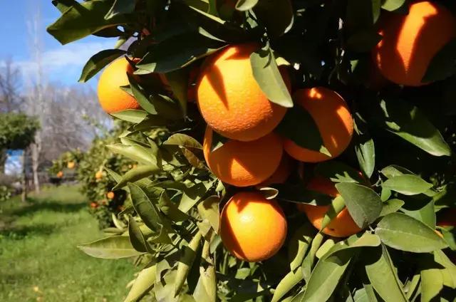 Köyceğiz Orange
