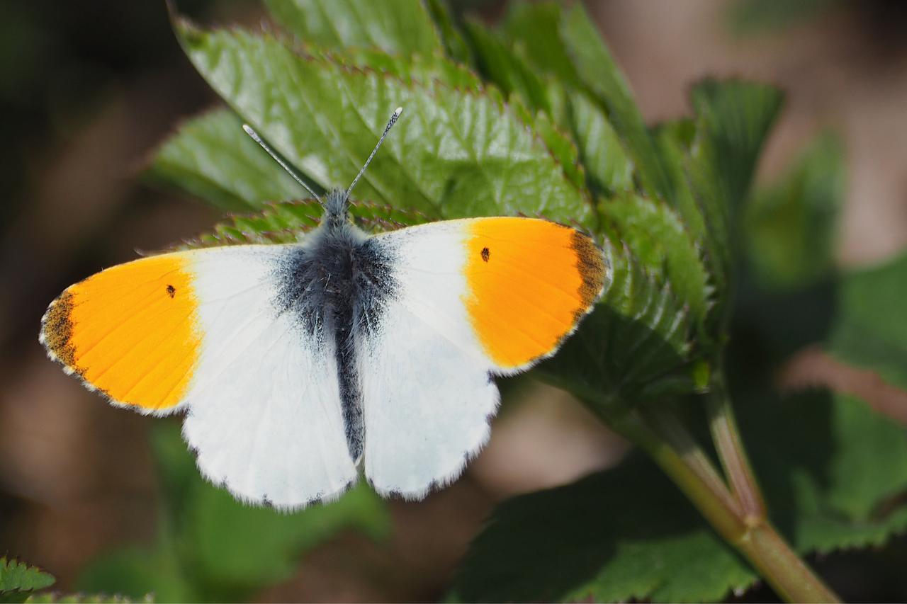 Orange Tip (Anthocharis cardamines)