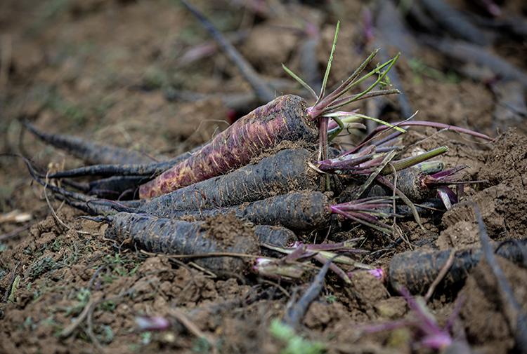 Kırıkhan Black Carrot