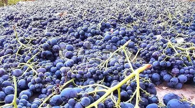 Karaman Ekşikara Grape