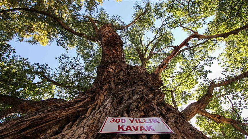 Monumental Trees