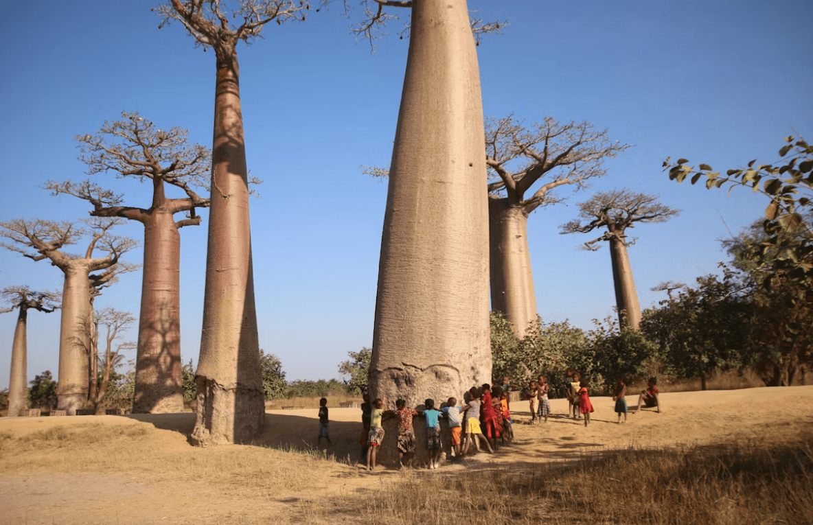 Baobab Tree