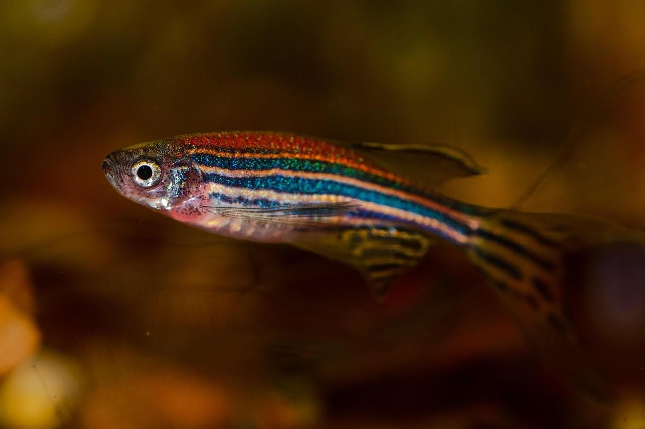 Zebra Balığı (Danio rerio)