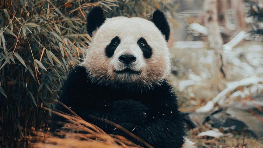 Panda Diplomacy