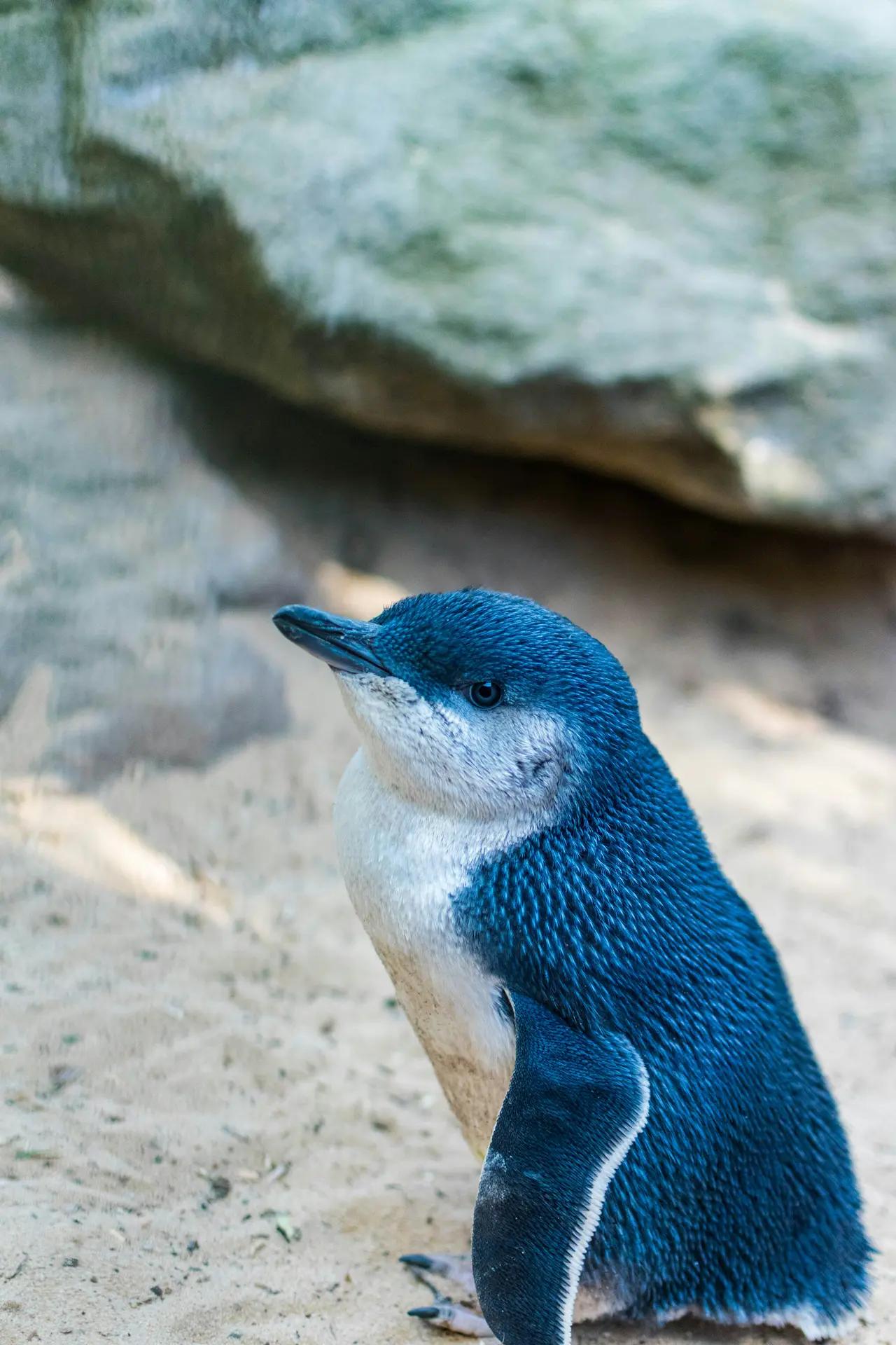 Little Penguin (Eudyptula Minor)