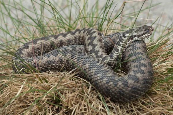 Şeritli Engerek (Vipera Xanthina)