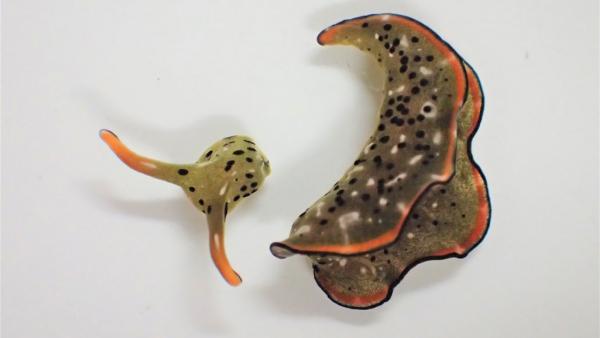 Sea Snail (Rapana venosa)
