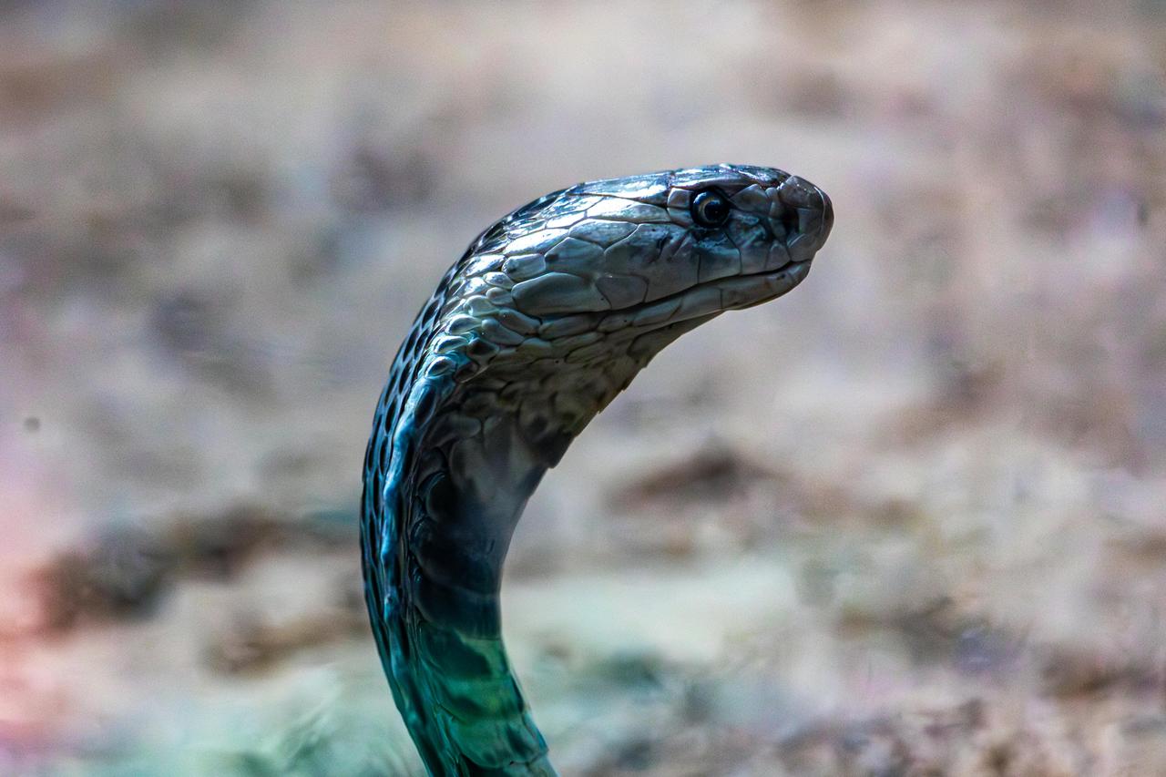 Kara Mamba (Dendroaspis polylepis)