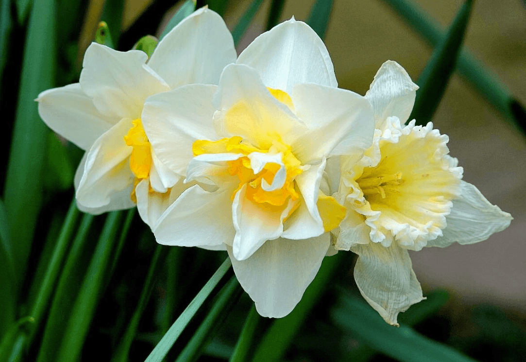 Nergis (Narcissus)