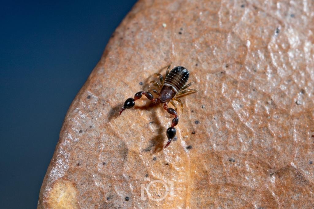 Yalancı Akrep (Pseudoscorpiones)