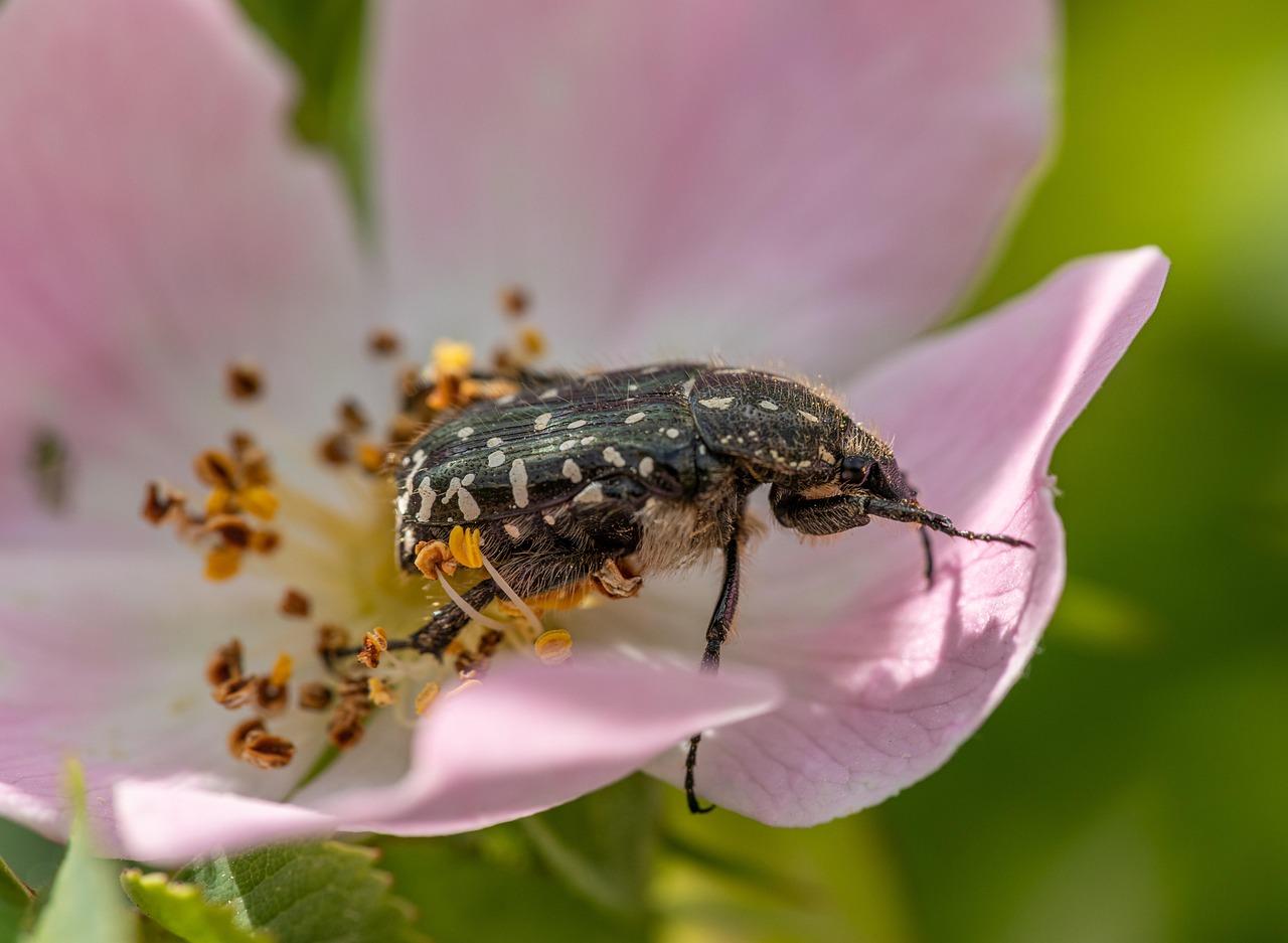 European Rose Chafer (Cetonia aurata)