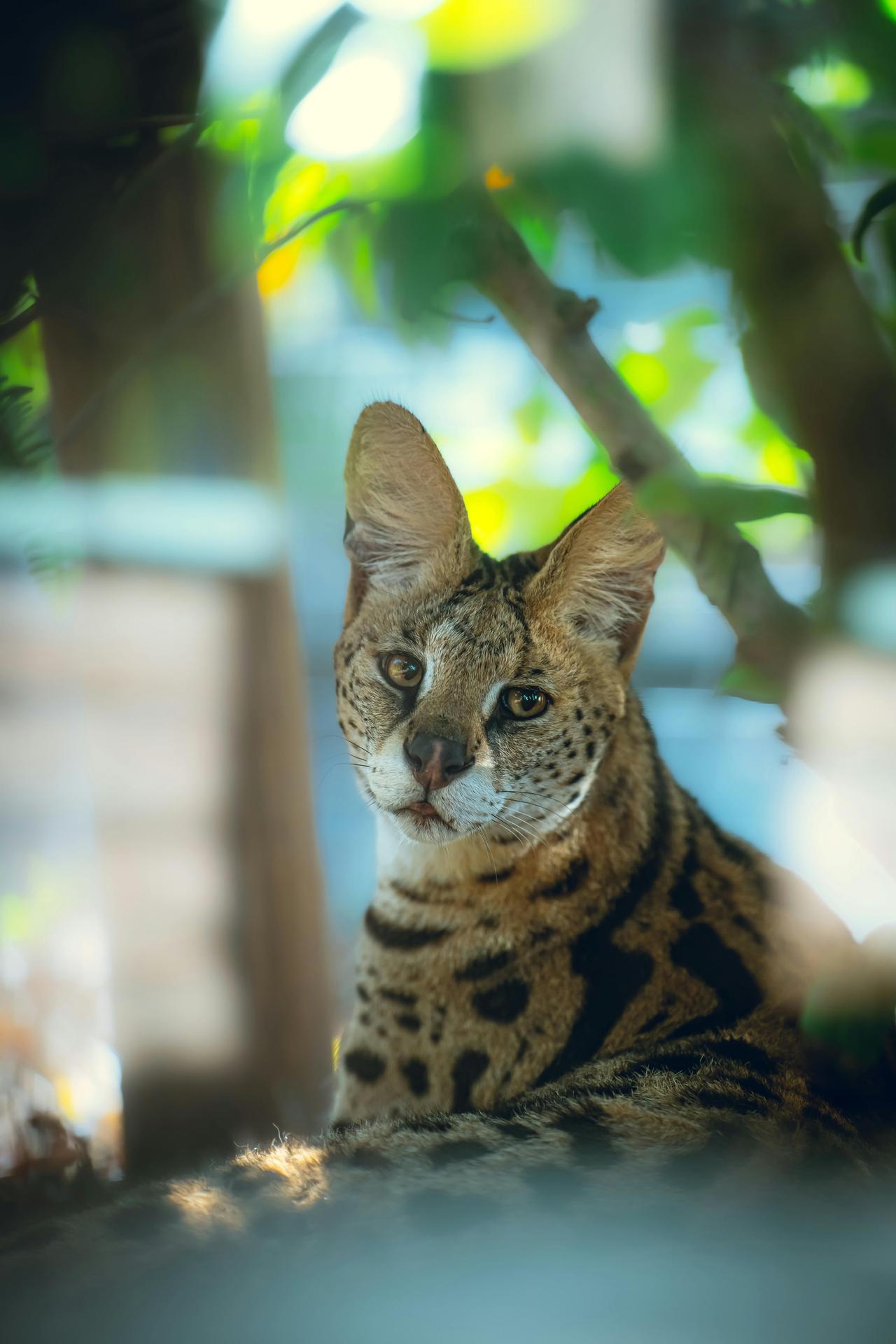 Serval Cat (Leptailurus serval)