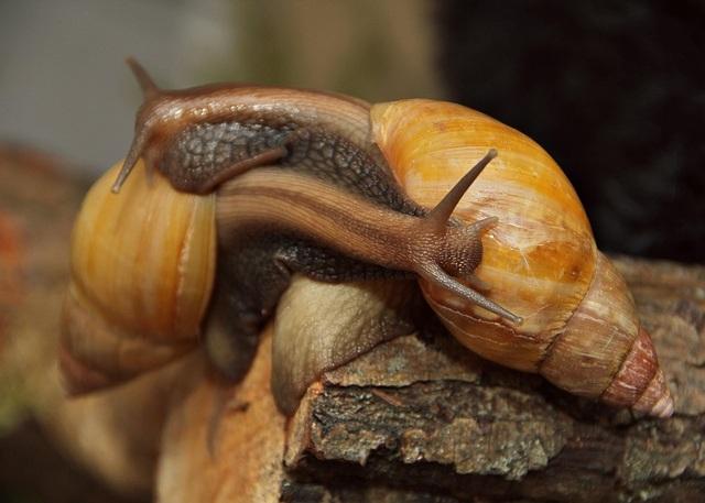 Giant African Snail (Achatina fulica)