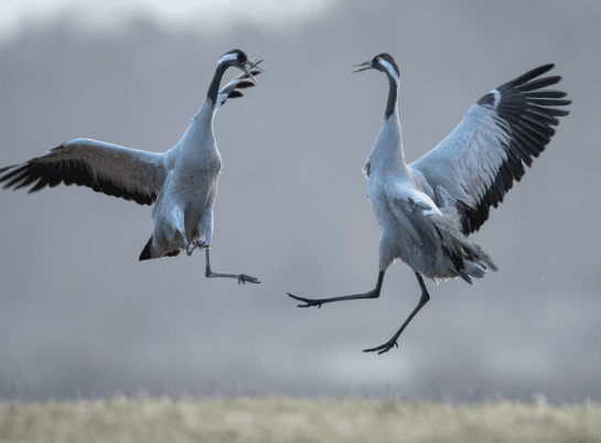 Crane Bird (Grus grus)