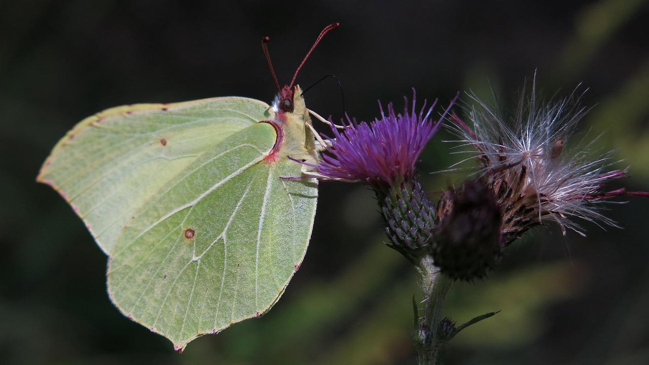 Orakkanat (Gonepteryx rhamni)