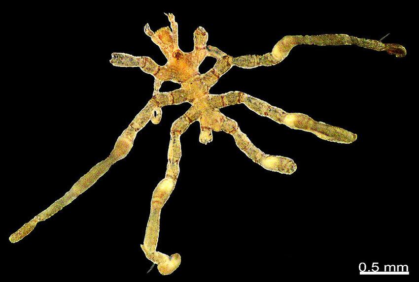 Sea Spider (Pycnogonida)