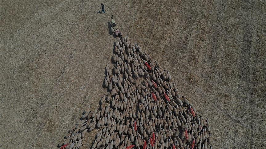 Koç Katımı