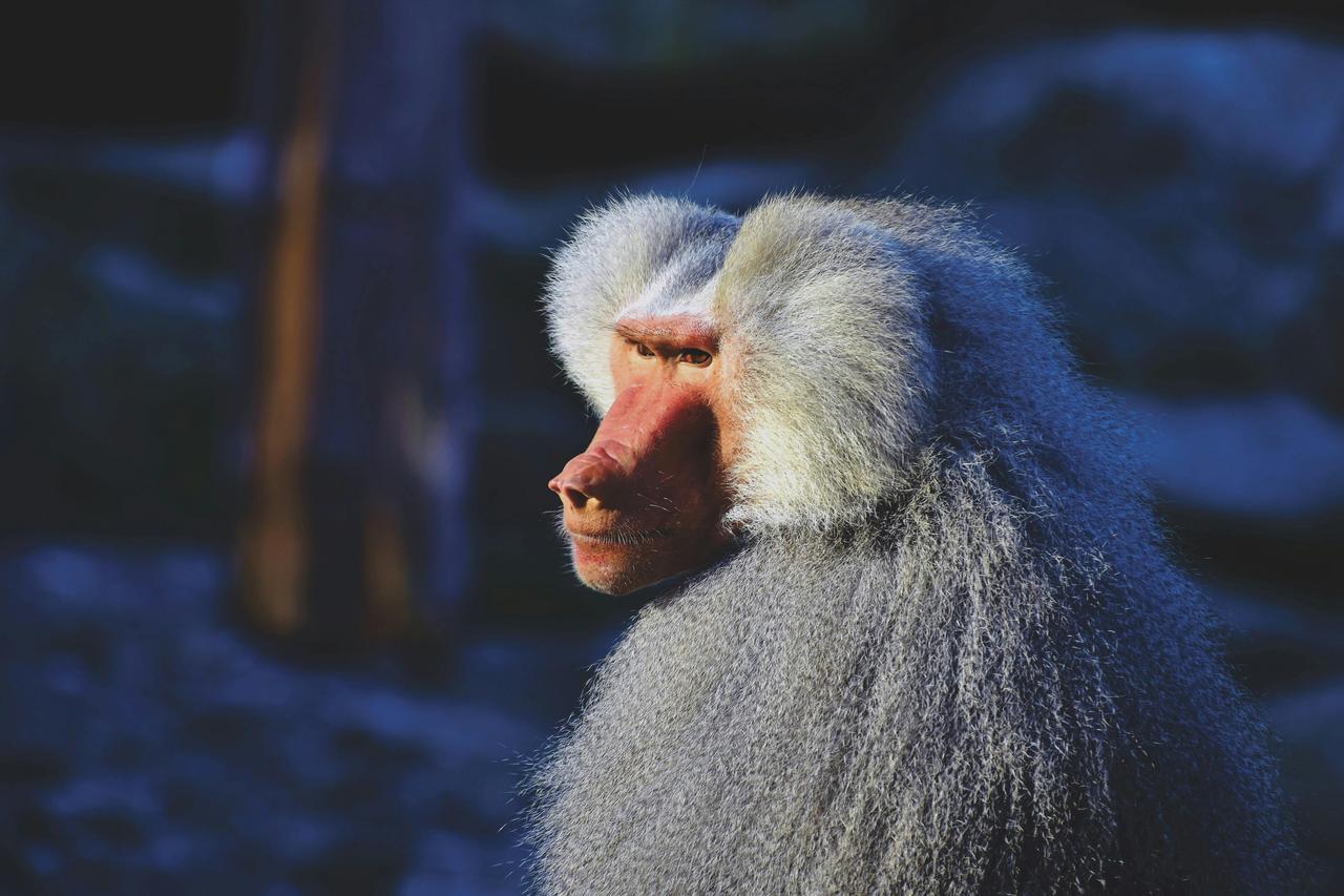 Hamadryas Babunu (Papio hamadryas)