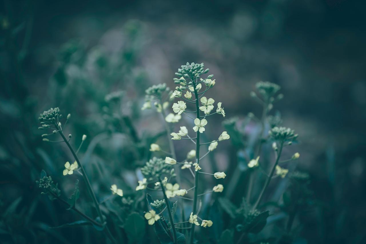 Shepherd's Purse (Capsella bursa-pastoris)