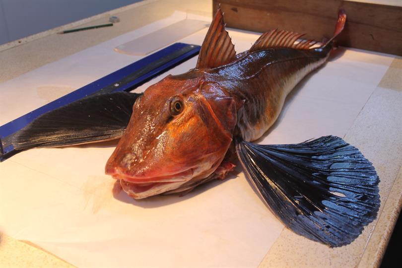 Swallowfish