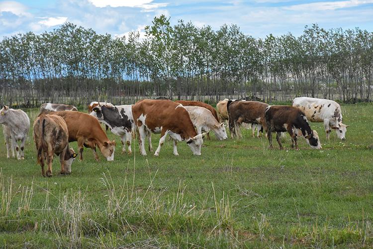 Large-scale Livestock Farming